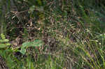 Winter bentgrass